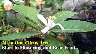 All In One Citrus Tree by Grafting Examples [upl. by Idelia569]