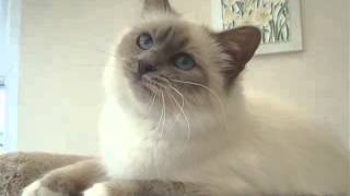 Birman Chocolate Point  Set Of Cat Picture Collection [upl. by Zitvaa987]