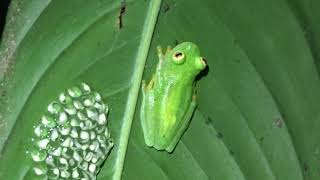 NIGHT WALKS IN COSTA BALLENA COSTA RICA [upl. by Strade]