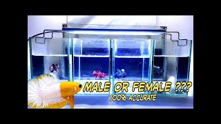 Betta Fish Male And Female Differences and Determining gender [upl. by Tine]