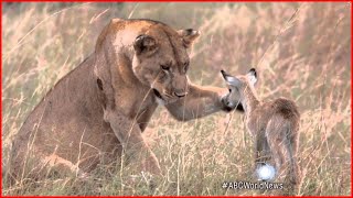 Lion Saves Adopts Baby Antelope [upl. by Eanore651]