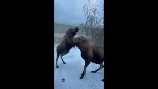 Rival Moose Come to Blows in Anchorage Encounter [upl. by Notyalk]