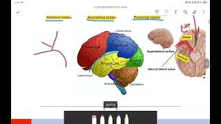 Anatomy of the cerebrum I [upl. by Ecyaj336]