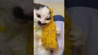 Kitten eating corn [upl. by Lachman]