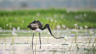 Young Jabiru hunting snakes [upl. by Ibed]