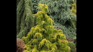 Conifers in the GardenGarden Style nw [upl. by Ennaed]