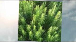 HAIR LOSS TREATMENT with HERBS  Ginkgo Biloba [upl. by Euqinomad743]