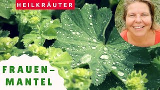 Heilkräuter entdecken Frauenmantel lat Alchemilla mit TeeRezept [upl. by Josey240]