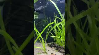 Swordtail and corys cruising around the valisineria aquarium swordtail fish aquariumchannel [upl. by Nihs]