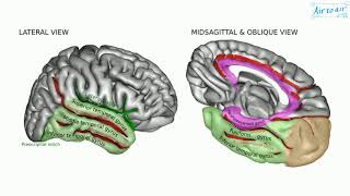 temporal gyrus [upl. by Whipple6]