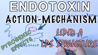 Mechanism of Endotoxins  Pyrogen Activation amp LPS Structure [upl. by Enaz]