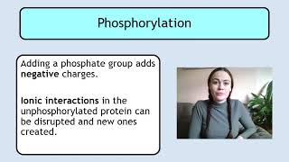 AdvH U1KA2c Phosphorylation and Dephosphorylation of Proteins [upl. by Deeanne164]