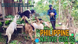 Backyard Goat Farming  Daily Routines Feeding and Cleaning The Goats  Philippine Native Goats [upl. by Llenrad783]