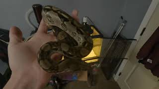 The Central American Nicaraguan Boa 1122 [upl. by Candra]