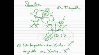 Erfelijkheid  Stamboom 33 Xchromosomaal dominant recessief [upl. by Yesnil119]