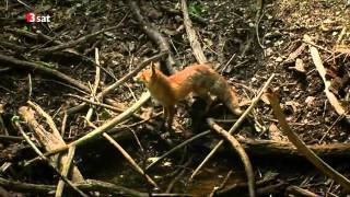 Der Prater  eine wilde Geschichte HD Doku [upl. by Losiram]