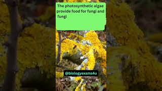 What is Lichen Meet the Most Successful Relationship in Nature  Plant Sciencebiologyexams4u [upl. by Ayanal]