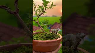 Serissa Foetida Bonsai Tree  Bonsai Tree  Sani Bonsai Zone bonsai gardening garden [upl. by Agee681]