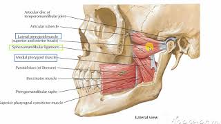 Sphenomandibular ligament [upl. by Auberon]