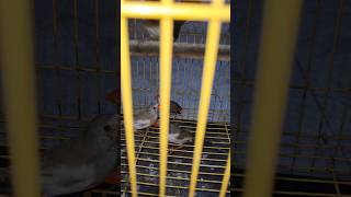 Finches को Shift करना पड़ा दूसरे cage में 🦜🦜 shorts finch gangsofcockatoo [upl. by Clarette50]