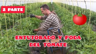 COMO ENTUTORAR Y PODAR LOS TOMATES 🍅 2° PARTE GUIADO Y PODA  Verdura Vital  ECOLÓGICO [upl. by Aicilic]