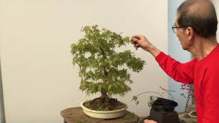 Shaping A Maple Bonsai [upl. by Amesari205]