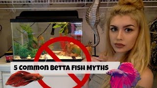 5 Things Youve Heard about Betta Fish That ARENT True [upl. by Cence904]