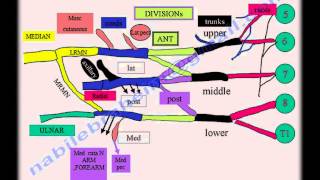 Brachial Plexus anatomy  Everything You Need To Know  Dr Nabil Ebraheim [upl. by Bourke]