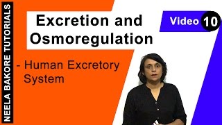 Excretion and Osmoregulation  NEET  Human Excretory System  Neela Bakore Tutorials [upl. by Wicks996]