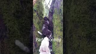 Lagotto Romagnolo is part dog and part monkey lagotto puppyvideo lagottoromagnolo treeclimber [upl. by Seni]