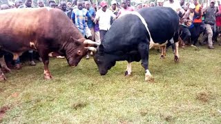 Bullfighting in Western Kenya Bull being prepped for a fight match [upl. by Quint102]