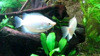 Kissing Gouramis  Helostoma temminckii [upl. by Sudnor]