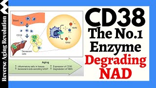 A CD38 Inhibitor Increases Lifespan amp Healthspan amp The Truth About Does NAD Decline Accelerate Aging [upl. by Renny]