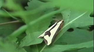 Clymene Moth [upl. by Colvert]