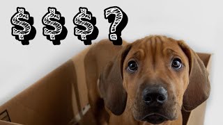 How Much Do Rhodesian Ridgeback Puppies Cost [upl. by Tanya464]