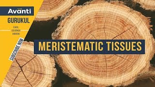 9S06  Tissues  Meristematic Tissues in Plants [upl. by Gnagflow]