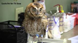 Cool Screech Owl Noise  Exotic Pet Vet [upl. by May148]