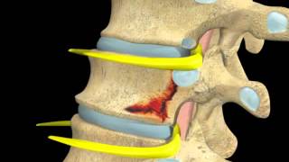 Back and Spinal cord  Digital Anatomy Atlas [upl. by Enitsua385]