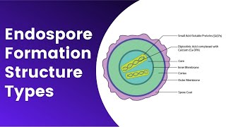 Endospore Formation Germination Structure Resistance Mechanism [upl. by Ettelloc]