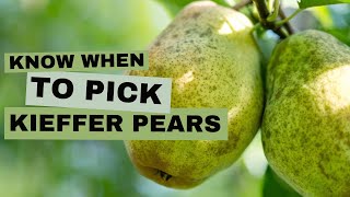 Know When to Pick Kieffer Pears [upl. by Ahtoelc]