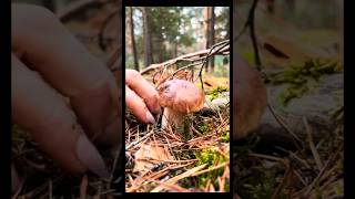 funghi porcini boletus food new [upl. by Forest]