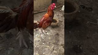 Father of tetra aseel pakistan viralvideo chicken likeforlikes [upl. by Spiers]