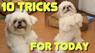 Shih tzu Puppy Performs 10 Tricks as He Turns 10 Months Old  Cute amp Funny Dog Video [upl. by Ttihw]