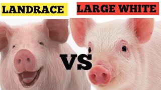 Large white vs Landrace  Which Is More Profitable  BEST Breeds To Start Piggery [upl. by Ching]