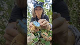 Gyroporus cyanescens  a blue staining bolete 💙🥰💙 mushrooms mushroomhunting mycology nature [upl. by Drazze]