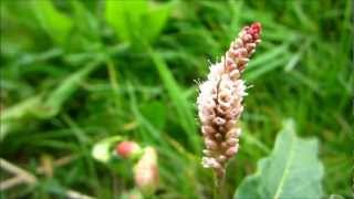 Pale Persicaria Persicaria Lapathifolia L  20120902 [upl. by Naired]