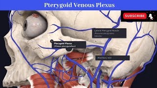 Pterygoid Venous Plexus  Situation  Communications  Drainage  Peripheral Heart [upl. by Imre300]