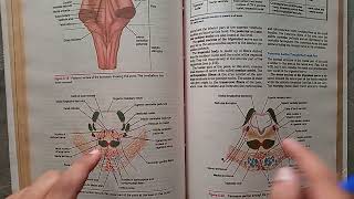 Guidelines BraintstemNeuroanatomy midbrainponsmedulla oblongata proff preparation neuroanatomy [upl. by Cad427]