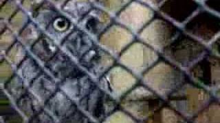 Eastern Screech Owl Vocalizing [upl. by Rooney]