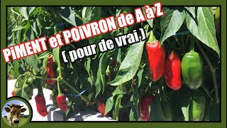 Une culture de piment poivron de A à Z 🌶 Semis terrine transplantation godet plantation poudre [upl. by Irwin]